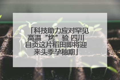 科技助力应对罕见高温“烤”验 四川自贡这片稻田即将迎来头季孕穗期