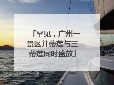 罕见，广州一景区并蒂莲与三蒂莲同时盛放