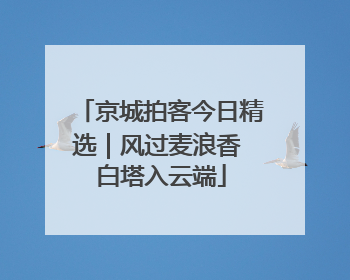 京城拍客今日精选｜风过麦浪香 白塔入云端