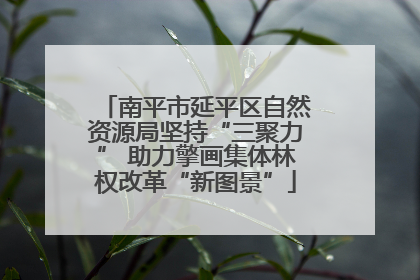 南平市延平区自然资源局坚持“三聚力” 助力擎画集体林权改革“新图景”