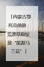内蒙古鄂托克前旗：荒漠草原绽放“能源马兰花”
