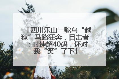 四川乐山一鸵鸟“越狱”马路狂奔，目击者：时速超40码，还对我“笑”了下