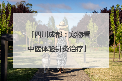 四川成都：宠物看中医体验针灸治疗
