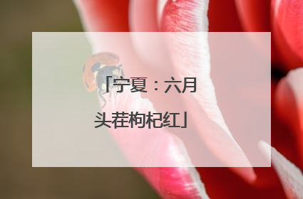 宁夏：六月头茬枸杞红