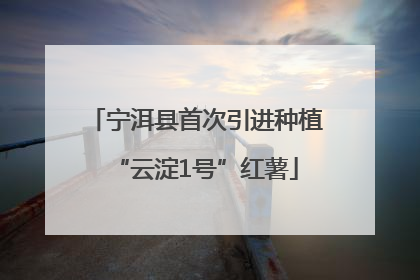 宁洱县首次引进种植“云淀1号”红薯