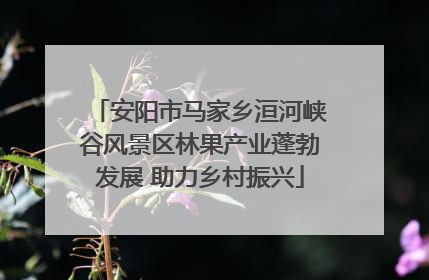安阳市马家乡洹河峡谷风景区林果产业蓬勃发展 助力乡村振兴