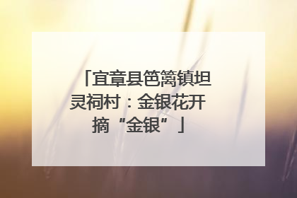 宜章县笆篱镇坦灵祠村：金银花开摘“金银”