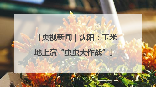 央视新闻｜沈阳：玉米地上演“虫虫大作战”