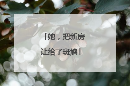 她，把新房让给了斑鸠