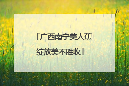 广西南宁美人蕉绽放美不胜收