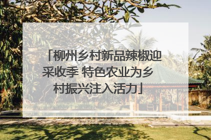柳州乡村新品辣椒迎采收季 特色农业为乡村振兴注入活力