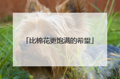 比棉花更饱满的希望