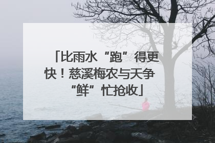 比雨水“跑”得更快！慈溪梅农与天争“鲜”忙抢收