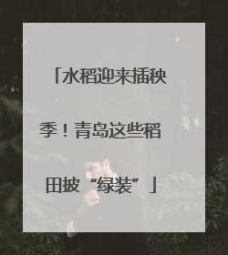 水稻迎来插秧季！青岛这些稻田披“绿装”