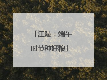 江陵：端午时节种好粮