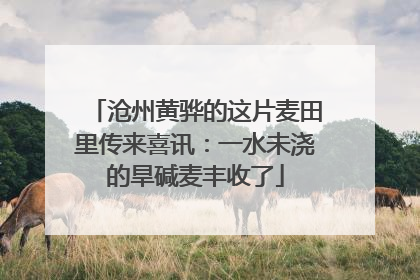 沧州黄骅的这片麦田里传来喜讯：一水未浇的旱碱麦丰收了