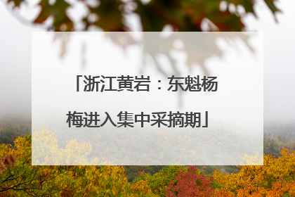 浙江黄岩：东魁杨梅进入集中采摘期