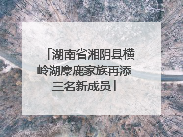 湖南省湘阴县横岭湖麋鹿家族再添三名新成员