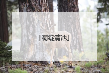 荷绽清池
