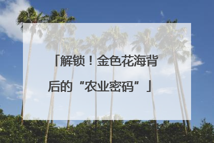 解锁！金色花海背后的“农业密码”