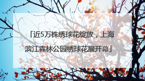 近5万株绣球花绽放，上海滨江森林公园绣球花展开幕