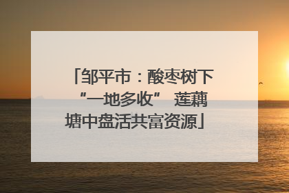 邹平市：酸枣树下“一地多收” 莲藕塘中盘活共富资源