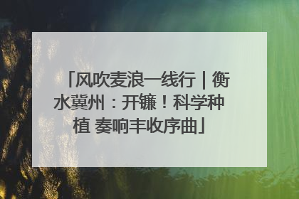 风吹麦浪一线行｜衡水冀州：开镰！科学种植 奏响丰收序曲