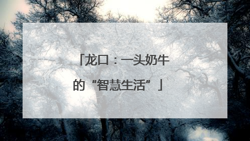 龙口：一头奶牛的“智慧生活”